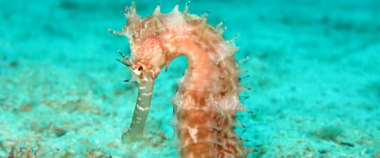 Lire la suite à propos de l’article Vestibulum sapin prin quam conubia nostra